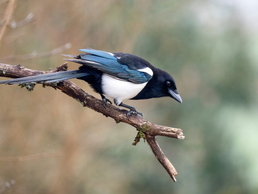 Magpie on a tree branch