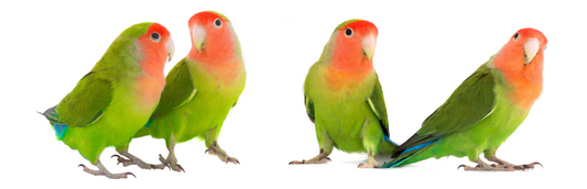 Lovebirds: More than just Valentine's