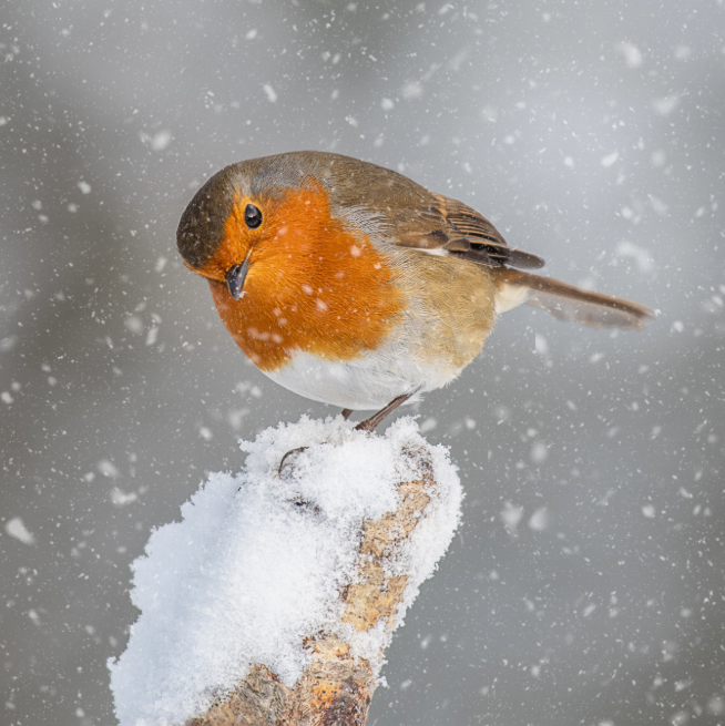 Robin on a snowy branch